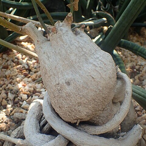 Ipomoea platensis unspecified picture