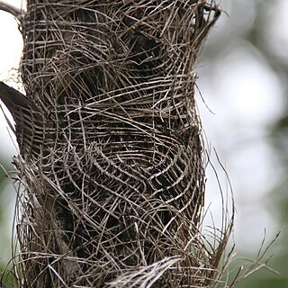 Coccothrinax scoparia unspecified picture