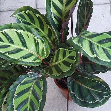 Calathea roseopicta unspecified picture