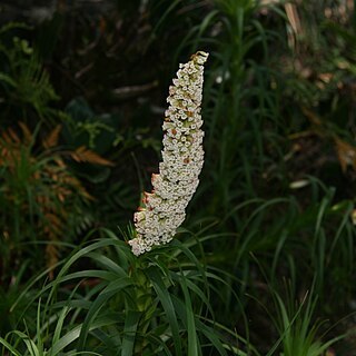 Dracophyllum oceanicum unspecified picture