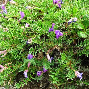 Oxytropis japonica unspecified picture