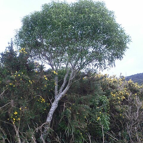 Melicytus lanceolatus unspecified picture