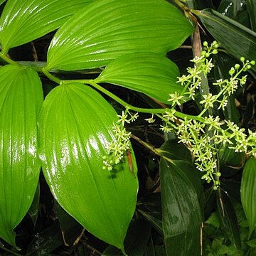 Maianthemum yesoense unspecified picture