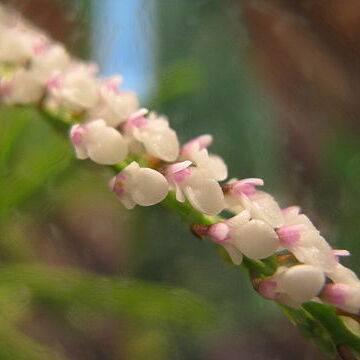 Schoenorchis gemmata unspecified picture