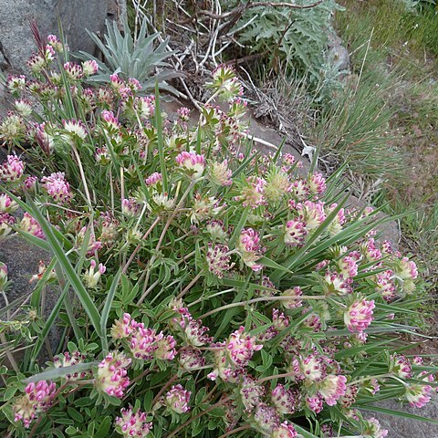 Anthyllis lemanniana unspecified picture