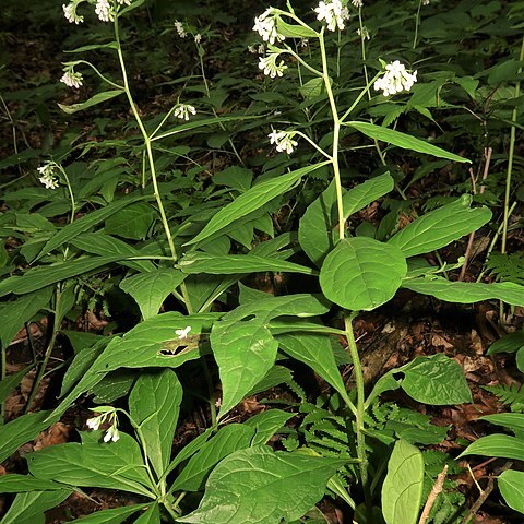 Ancistrocarya japonica unspecified picture