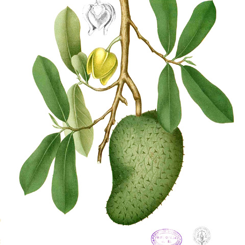 Annonaceae unspecified picture