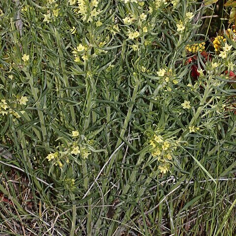 Lithospermum ruderale unspecified picture