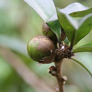 Brunfelsia plicata unspecified picture