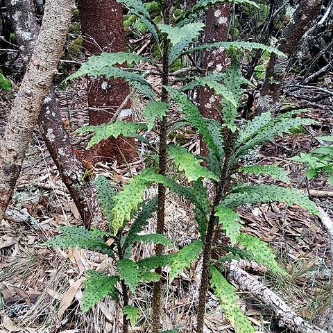 Cyanea stictophylla unspecified picture