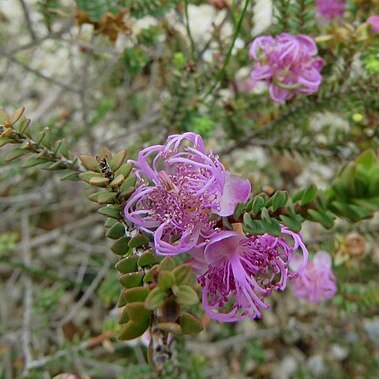 Melaleuca pulchella unspecified picture