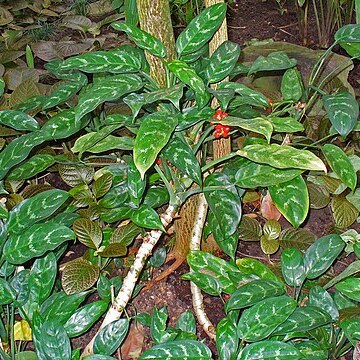 Aglaonema costatum unspecified picture