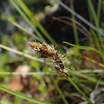 Carex haematostoma unspecified picture