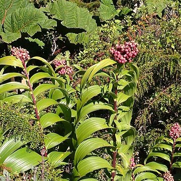 Maianthemum gigas unspecified picture