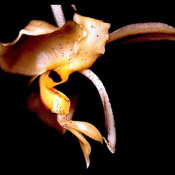 Stanhopea pozoi unspecified picture