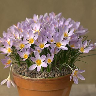 Crocus paschei unspecified picture