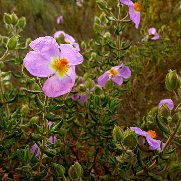 Cistus heterophyllus unspecified picture