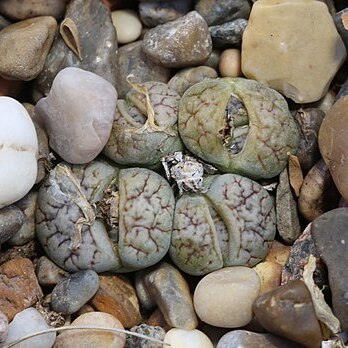 Lithops werneri unspecified picture