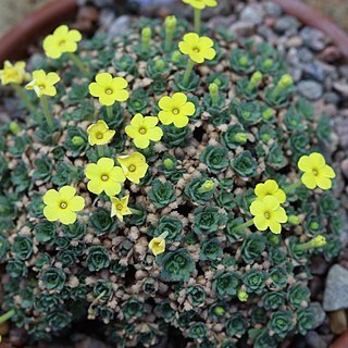 Dionysia gaubae unspecified picture