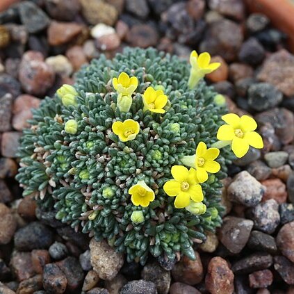 Dionysia rhaptodes unspecified picture