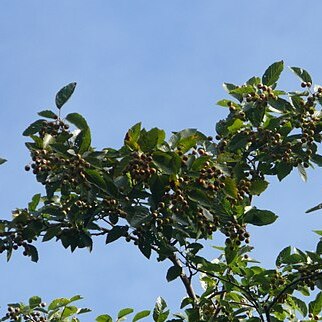 Sorbus parumlobata unspecified picture