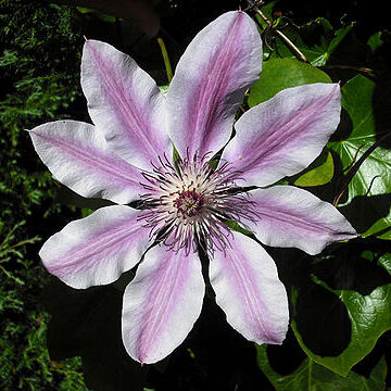 Clematis lanuginosa unspecified picture