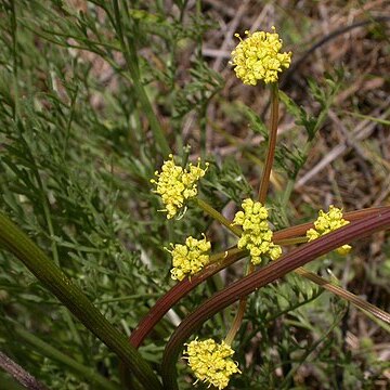 Lomatium cookii unspecified picture