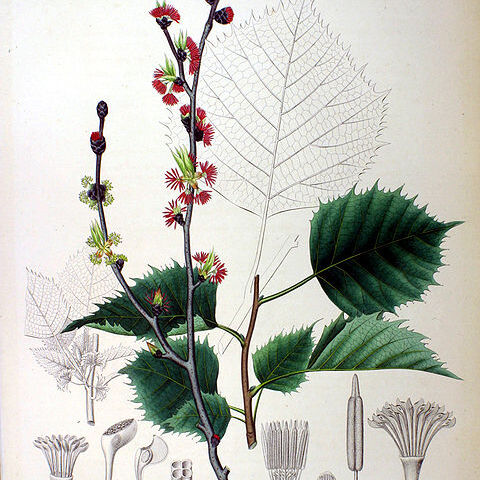 Euptelea unspecified picture