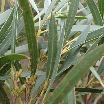 Eucalyptus approximans unspecified picture