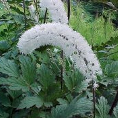 Actaea matsumurae unspecified picture