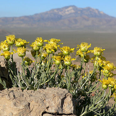 Acamptopappus shockleyi unspecified picture