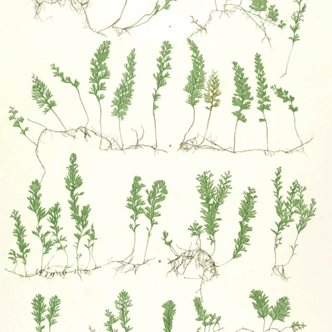 Hymenophyllum unspecified picture