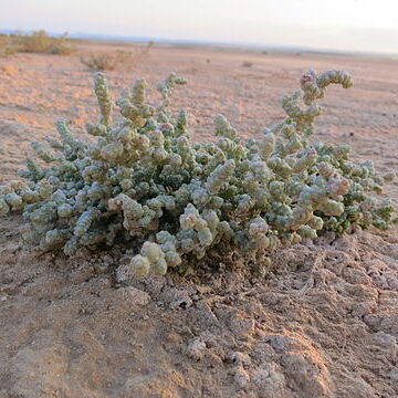 Halopeplis amplexicaulis unspecified picture