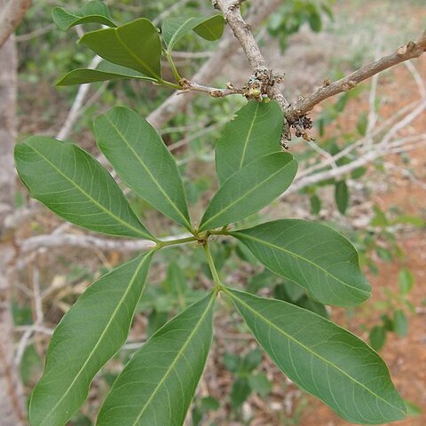 Atalaya calcicola unspecified picture