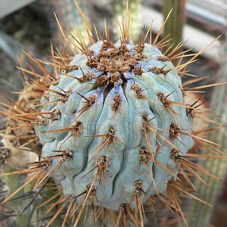 Browningia hertlingiana unspecified picture