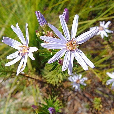 Olearia tenuifolia unspecified picture