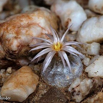 Conophytum hammeri unspecified picture