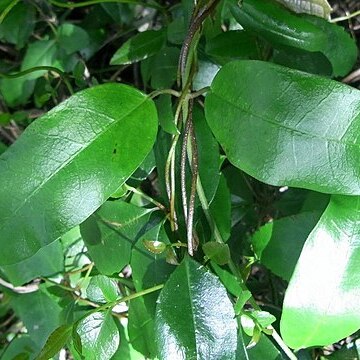 Marsdenia flavescens unspecified picture