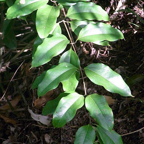 Ripogonum album unspecified picture