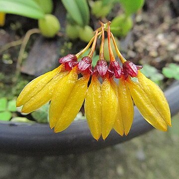 Bulbophyllum retusiusculum unspecified picture