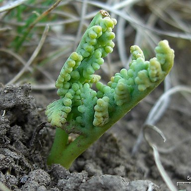 Botrychium paradoxum unspecified picture