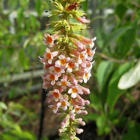 Buddleja macrostachya unspecified picture