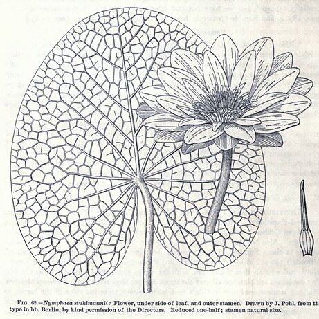 Nymphaea stuhlmannii unspecified picture