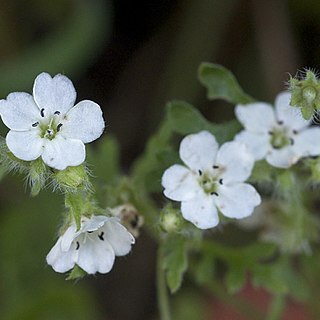 Nemophila heterophylla unspecified picture