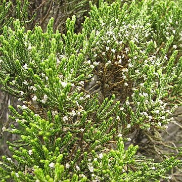 Ozothamnus cupressoides unspecified picture