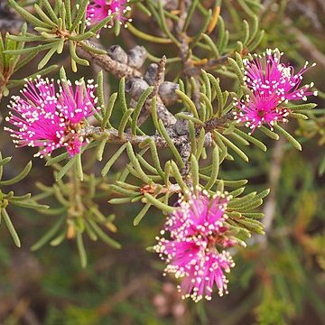 Melaleuca calyptroides unspecified picture