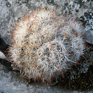 Mammillaria erythrosperma unspecified picture