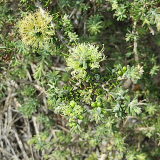 Melaleuca pomphostoma unspecified picture