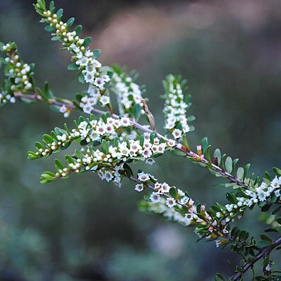 Thryptomene micrantha unspecified picture