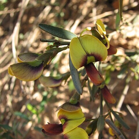 Templetonia stenophylla unspecified picture